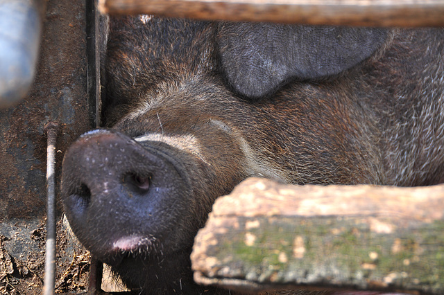 Boerderij 't Geertje – Sleeping Pig