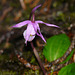 Wild Calypso Orchid
