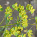 The dreaded Leafy Spurge