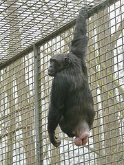 Schimpansin (Tierpark Schwaigern)