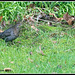Blackbird...............in my garden