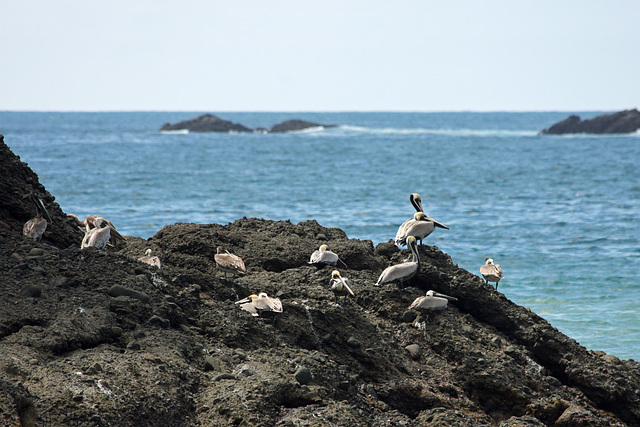 Pelican habitat