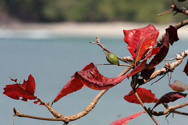 Red leaf, blue Pacific
