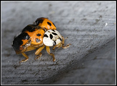 Ladybird shedding skin