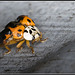 Ladybird shedding skin