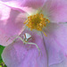 Crab Spider on wild Rose