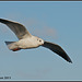 Seagull at Langstone Harbour