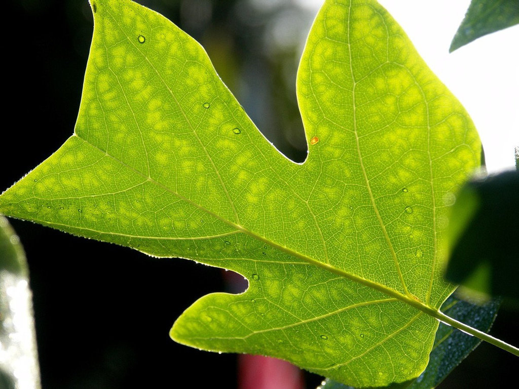 Tulip tree leaf