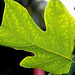 Tulip tree leaf