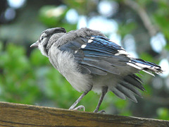 Blue Jay fledgeling