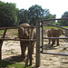 Afrikanische Elefanten (Opel-Zoo)