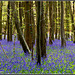 Early bluebells
