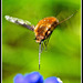 Bee Fly (2)