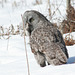 grey owl with its prey/chouette lapone avec son repas