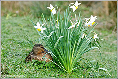Signs of spring - Mallard and Tulips
