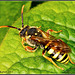 Nomada Bee (also known as Cuckoo Bee)