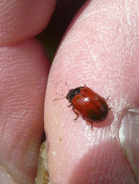 Some kind of Leaf beetle