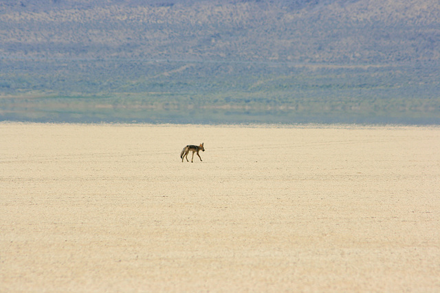 Coyote on the Alvord Desert