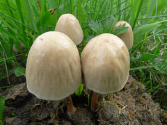 A mushroom cluster