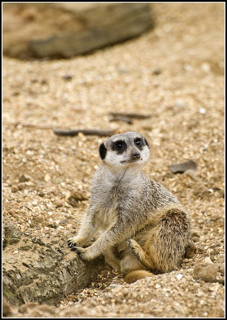 Meerkat - Marwell Zoo