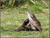 Otter - Marwell Zoo