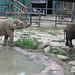 Afrikanische Elefanten (Opel-Zoo)