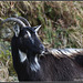 Wild Goat - Glenshiel Scotland