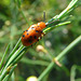 A Ladybug wannabee