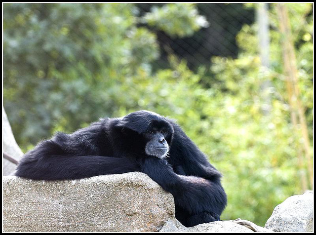 Siamang Gibbon - Marwell Zoo