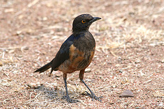 A young Hildebrandt's Starling (Lamprotornis hildebrandti)