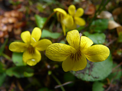 Round-leaved Yellow Violet