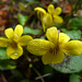 Round-leaved Yellow Violet