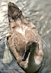 A young mute swan  (cygnet)