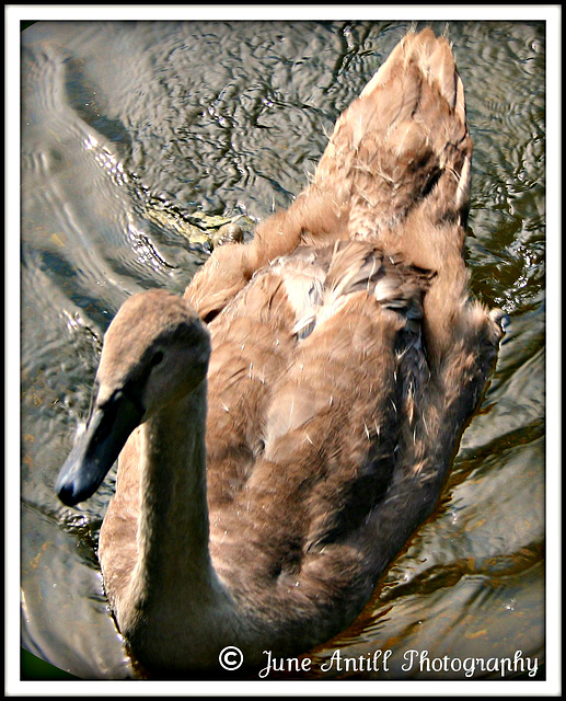 A young mute swan (cygnet)