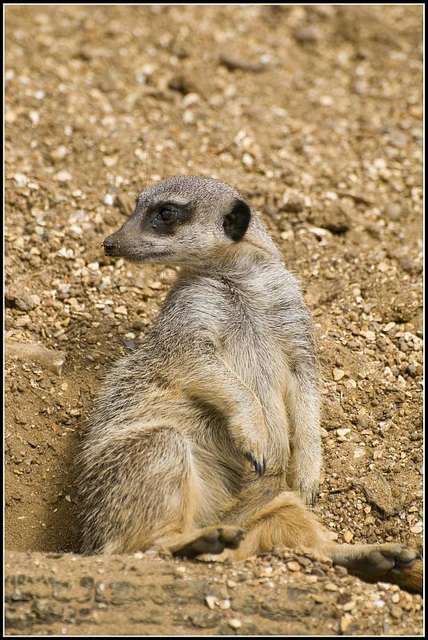 Meerkat - Marwell Zoo