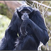 Siamang Gibbon - Marwell Zoo