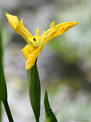 Iris (Leintalzoo Schwaigern)