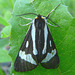 Black and White Tiger Moth / Parasemia plantaginis
