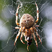Another garden spider