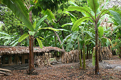 In the banana plantation