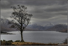 Scotland, the Lone Tree at Tomdoun