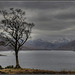 Scotland, the Lone Tree at Tomdoun