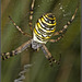 Wasp Spider