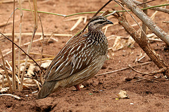 Crested Francolin relying on natural camoflouge