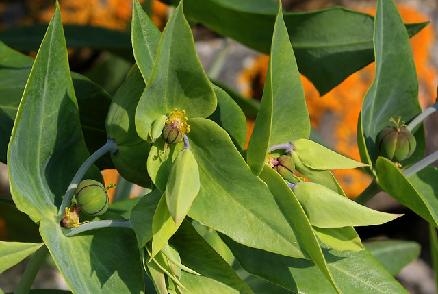 Euphorbia lathyris (2)