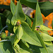 Euphorbia lathyris (2)