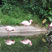 Flamingos (Opel-Zoo)