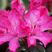 Hellikki Rhododendron