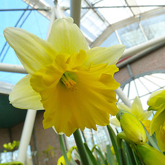 Keukenhof 2012 – Daffodil Wisley