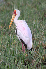 Yellow billed stork